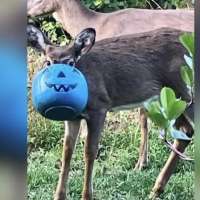 Deer free in Maryland after having a bucket stuck on its head
