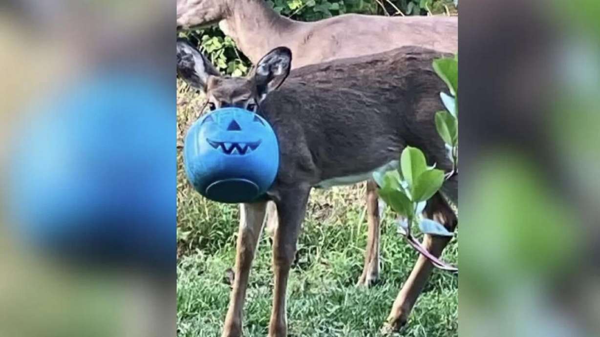 A deer has a pumpkin bucket stuck to its face in Baltimore, Md. Wildlife activists said on Wednesday they were able to free the deer from the bucket.