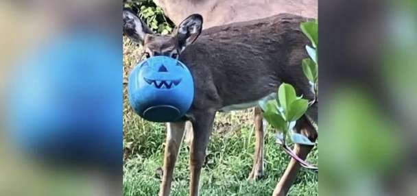 Deer free in Maryland after having a bucket stuck on its head