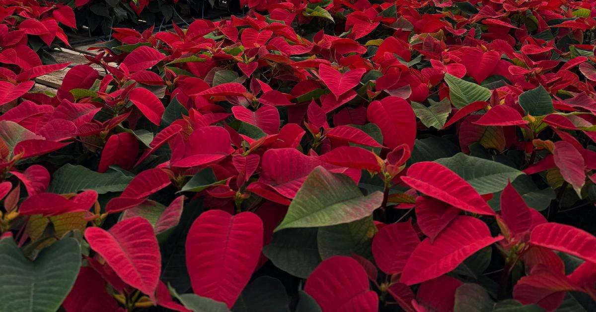 Home for the holidays: Expert tips from a Utah nursery on decorating your space for Christmas