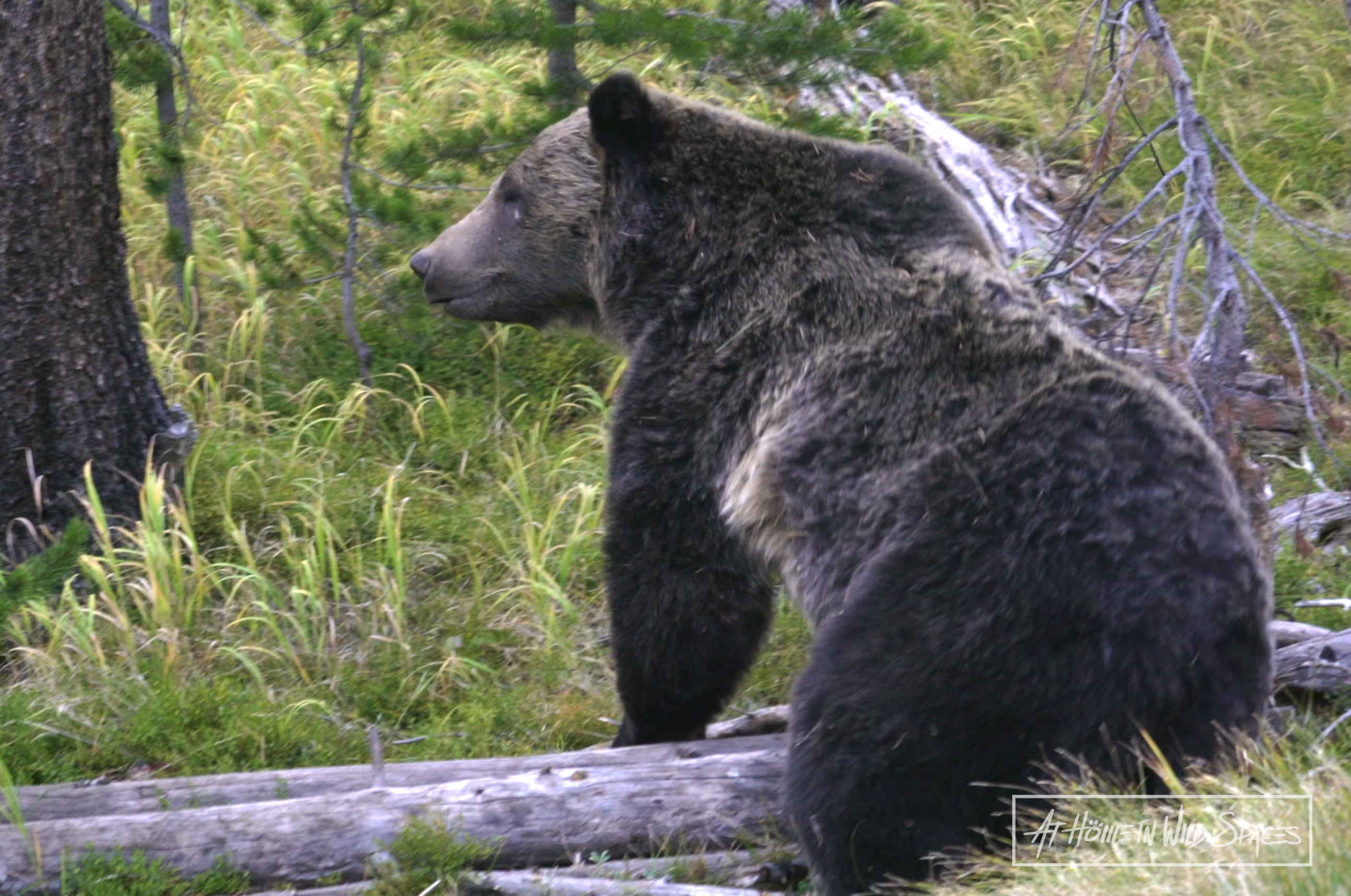 Are Grizzly bears making their way to Utah?
