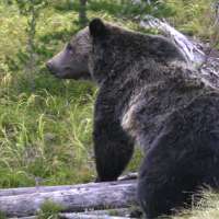 Are Grizzly bears making their way to Utah?