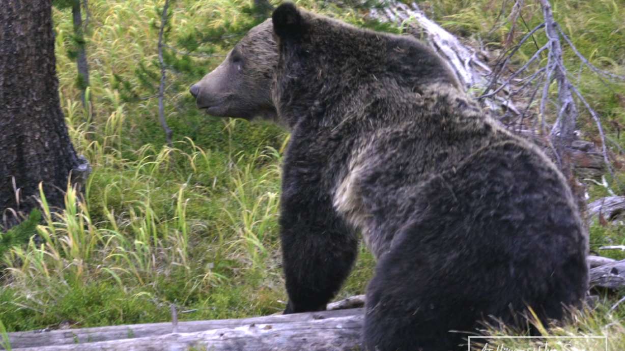 A grizzly bear was seen approximately 20 miles east of Utah's northern border in April of this year. Experts weight in on what happens if the species returns to the Beehive State