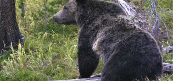 Are Grizzly bears making their way to Utah?