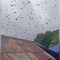 Have You Seen This? Bats fill the sky ahead of typhoon in Philippines