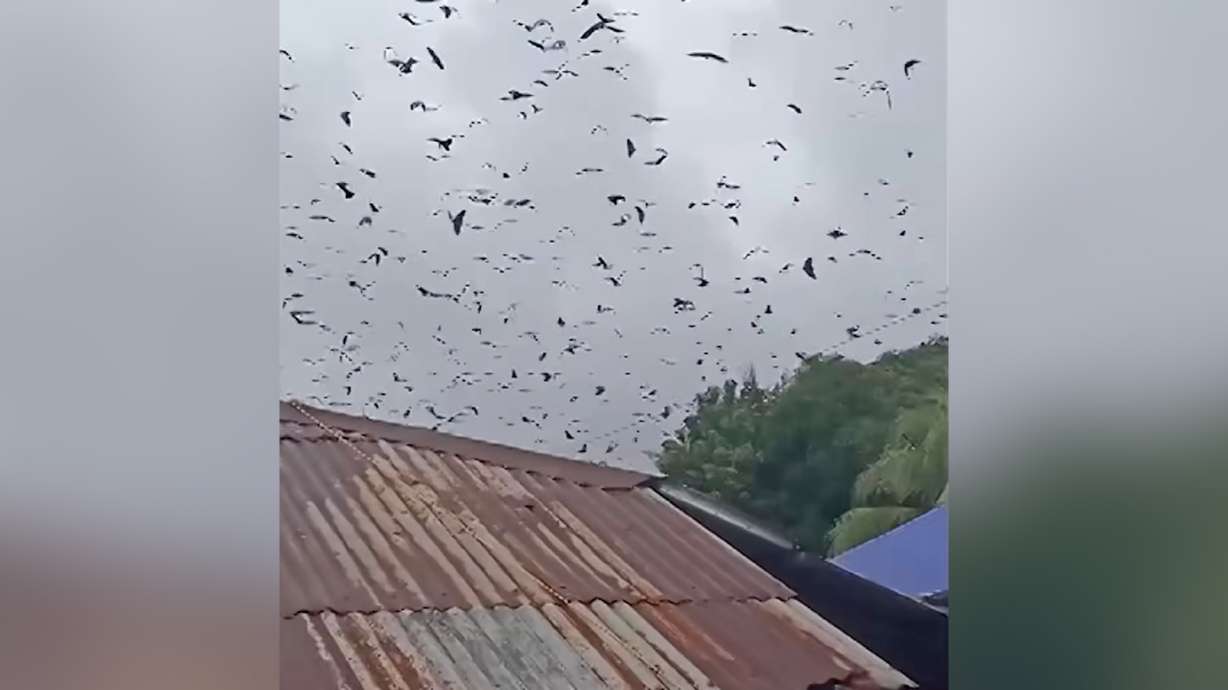 Bats filled the sky above a city in the Philippines on Sunday ahead of the arrival of Typhoon Tino, creating an eerie scene.