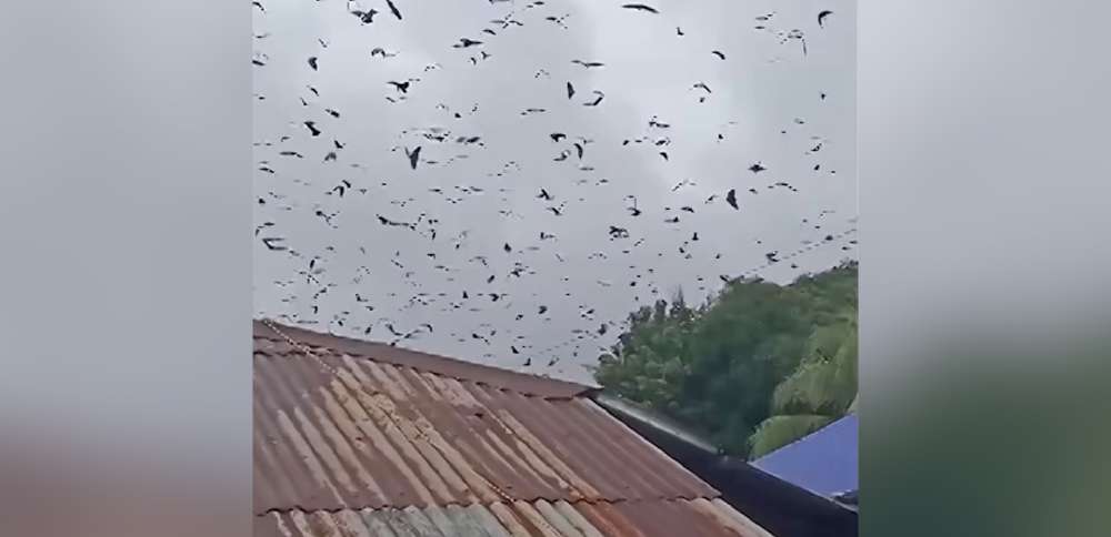 Have You Seen This? Bats fill the sky ahead of typhoon in Philippines