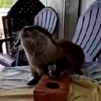 Meet Splash, the otter helping deputies find human remains and solve underwater mysteries