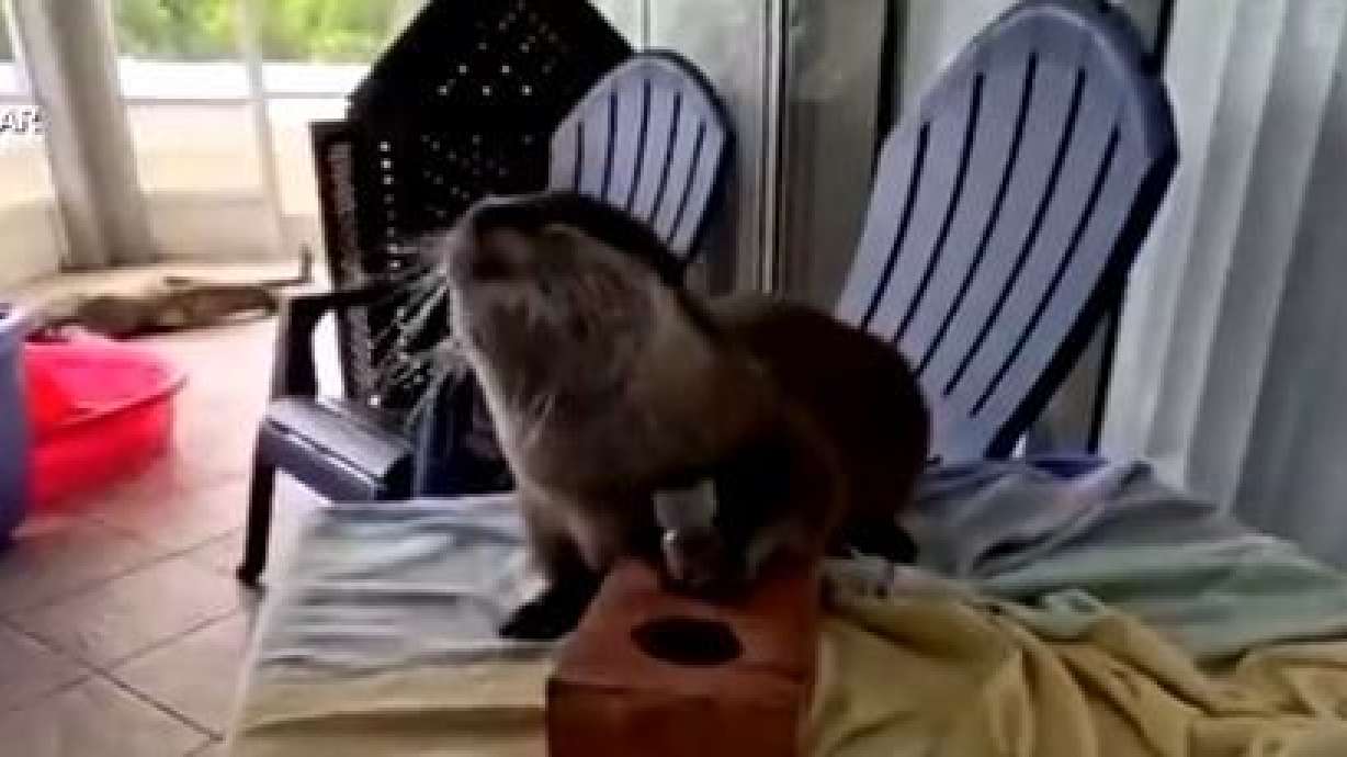 A Florida sheriff's office is diving into a new kind of innovation — literally. Meet Splash, a 2-year-old otter trained to assist the Martin County Sheriff's Office in search and rescue missions by detecting human remains underwater.