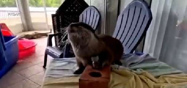 Meet Splash, the otter helping deputies find human remains and solve underwater mysteries