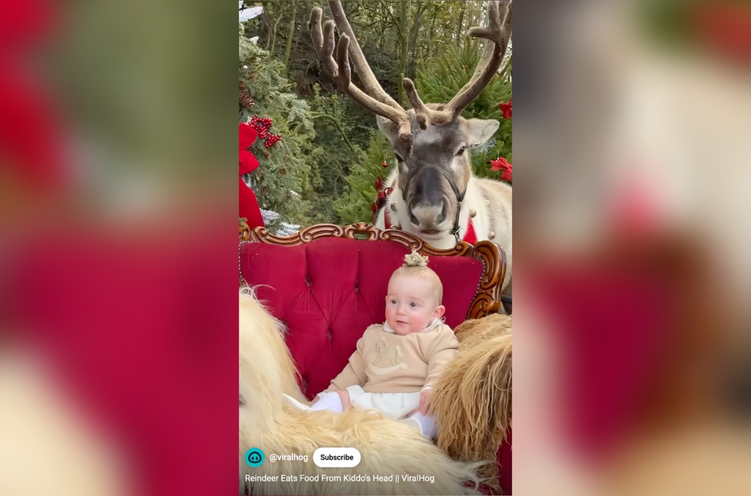 Have You Seen This? Reindeer eats moss off of baby's head