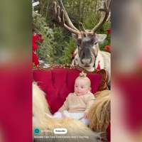 Have You Seen This? Reindeer eats moss off of baby's head