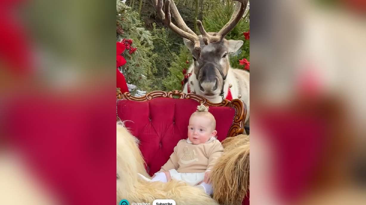 A reindeer eats moss off a baby's head in Middlesbrough, England, on Oct. 30.