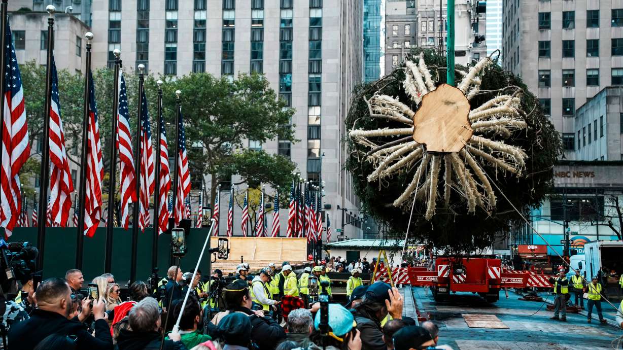 Workers hold the Rockefeller Center Christmas tree with ropes at Rockefeller Plaza, Saturday, in New York. The arrival of the tree marked the official start of the holiday season in New York City.