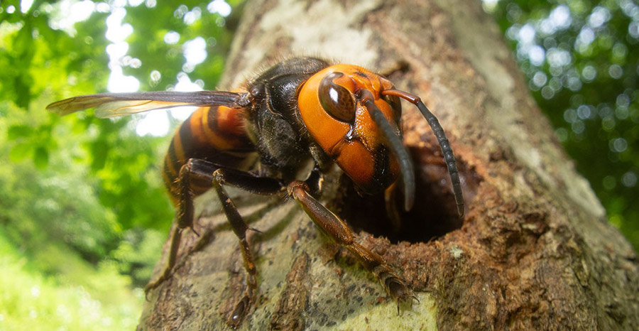 An Asian giant hornet. Daniel Owen and his 15-year-old son were killed after they were swarmed by these hornets on a ziplining excursion in Laos.