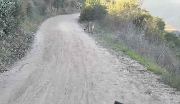 Have You Seen This? Mountain lion stalks bikers on California trail