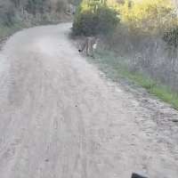 Have You Seen This? Mountain lion stalks bikers on California trail