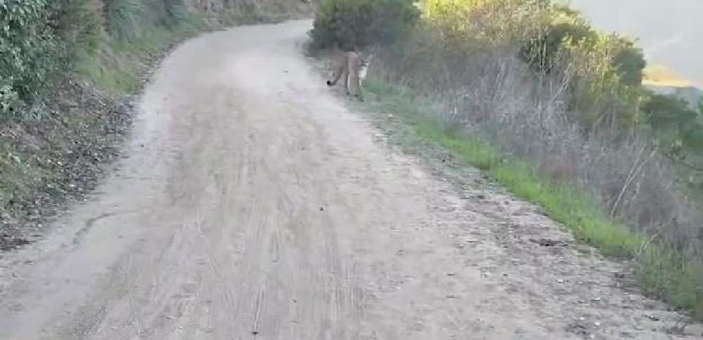 Have You Seen This? Mountain lion stalks bikers on California trail