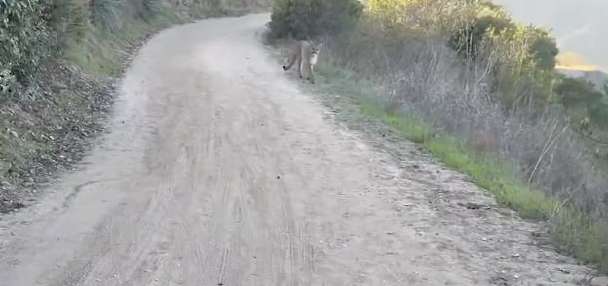 Have You Seen This? Mountain lion stalks bikers on California trail