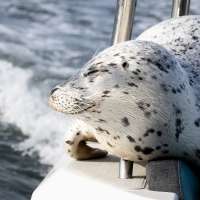 Seal escapes orca hunt by jumping onto photographer's boat