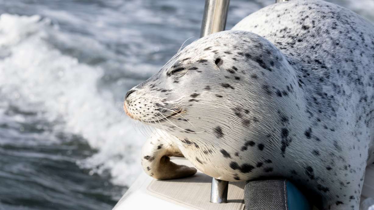In this photo provided by Charvet Drucker, a seal rests on her boat in the Saratoga passage between Camano and Whidbey Island, Nov. 2, north of Seattle, Wash. The seal managed to escape an orca hunt by climbing onto Drucker's boat.