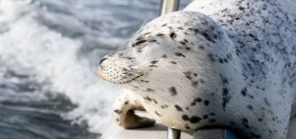 Seal escapes orca hunt by jumping onto photographer's boat