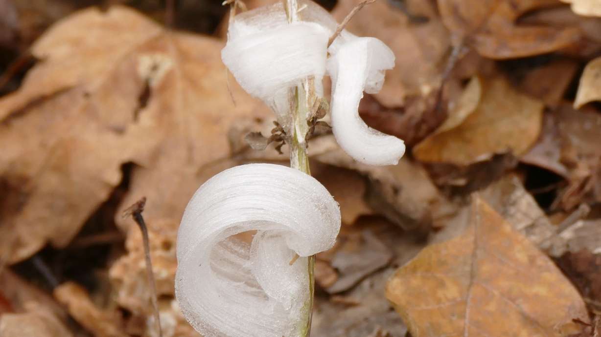 This photo provided by Alan Templeton shows a frost flower at the Weldon Spring Conservation area Tuesday, in St. Charles County, Mo.