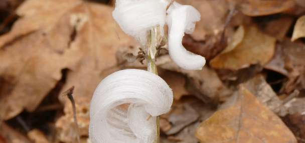 With one touch, they vanish. Meet the delicate, icy wonders called frost flowers