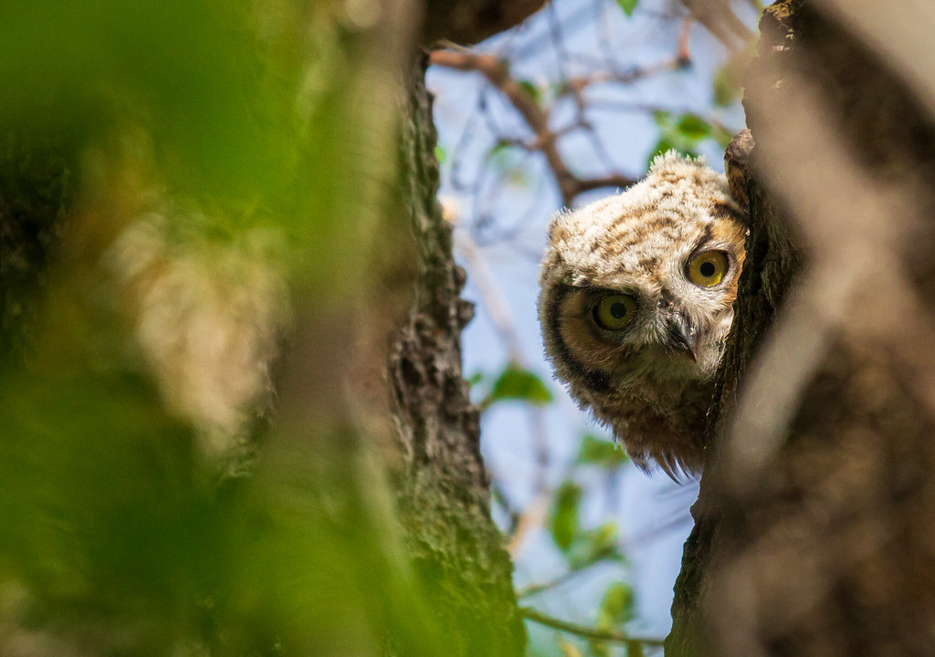 A great horned owlet peeps through the limbs of a tree at the Salt Lake City Cemetery on May 17, 2020. The cemetery is home to all sorts of critters, part of what makes it "for the living."