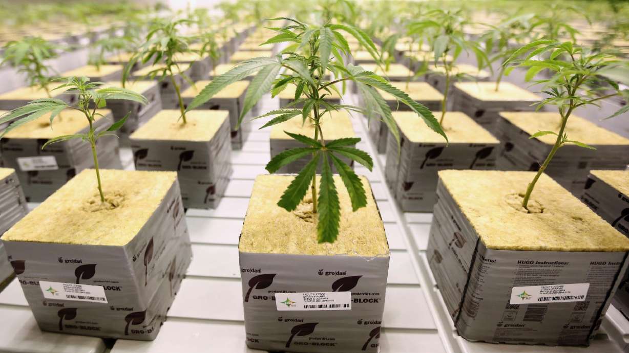 A state audit Tuesday says the licensing body for the cannabis industry operates largely as "a rubber stamp" on oversight. The Jan. 30, 2020, photo shows plants growing at Tryke Companies Utah's medical cannabis cultivation facility in Tooele.