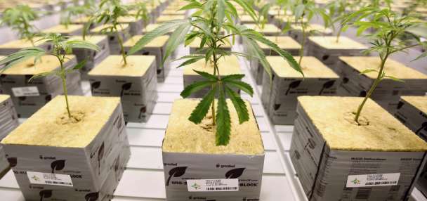 Audit: Utah's cannabis licensing body operates as 'a rubber stamp' on oversight