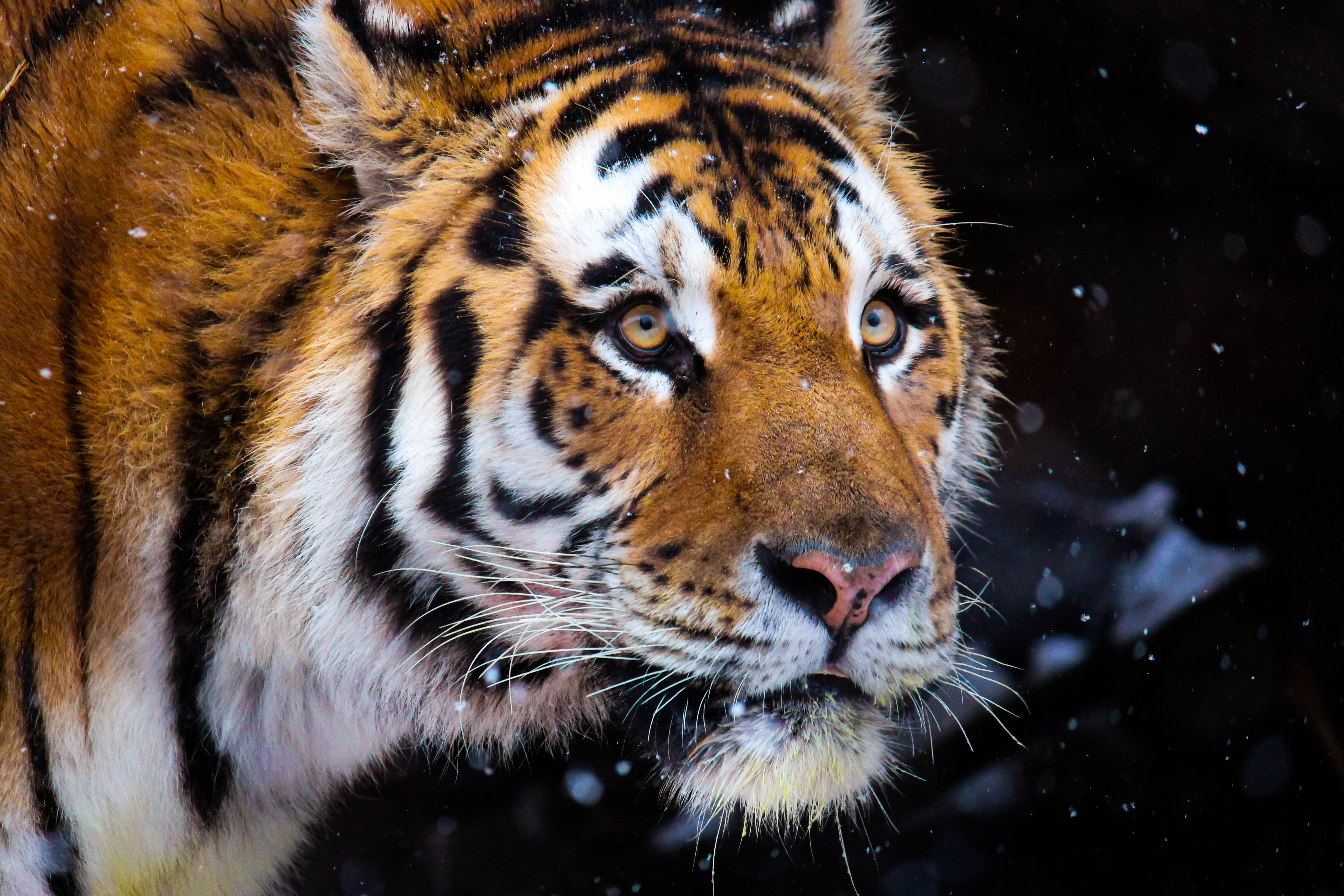 Nik the Amur tiger dies at the Hogle Zoo