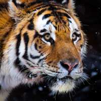 Nik the Amur tiger dies at the Hogle Zoo