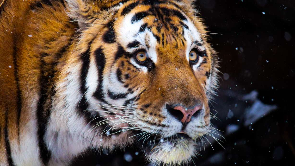 Nik the Amur tiger unexpectedly died from urinary and bladder issues last week at Utah's Hogle Zoo.