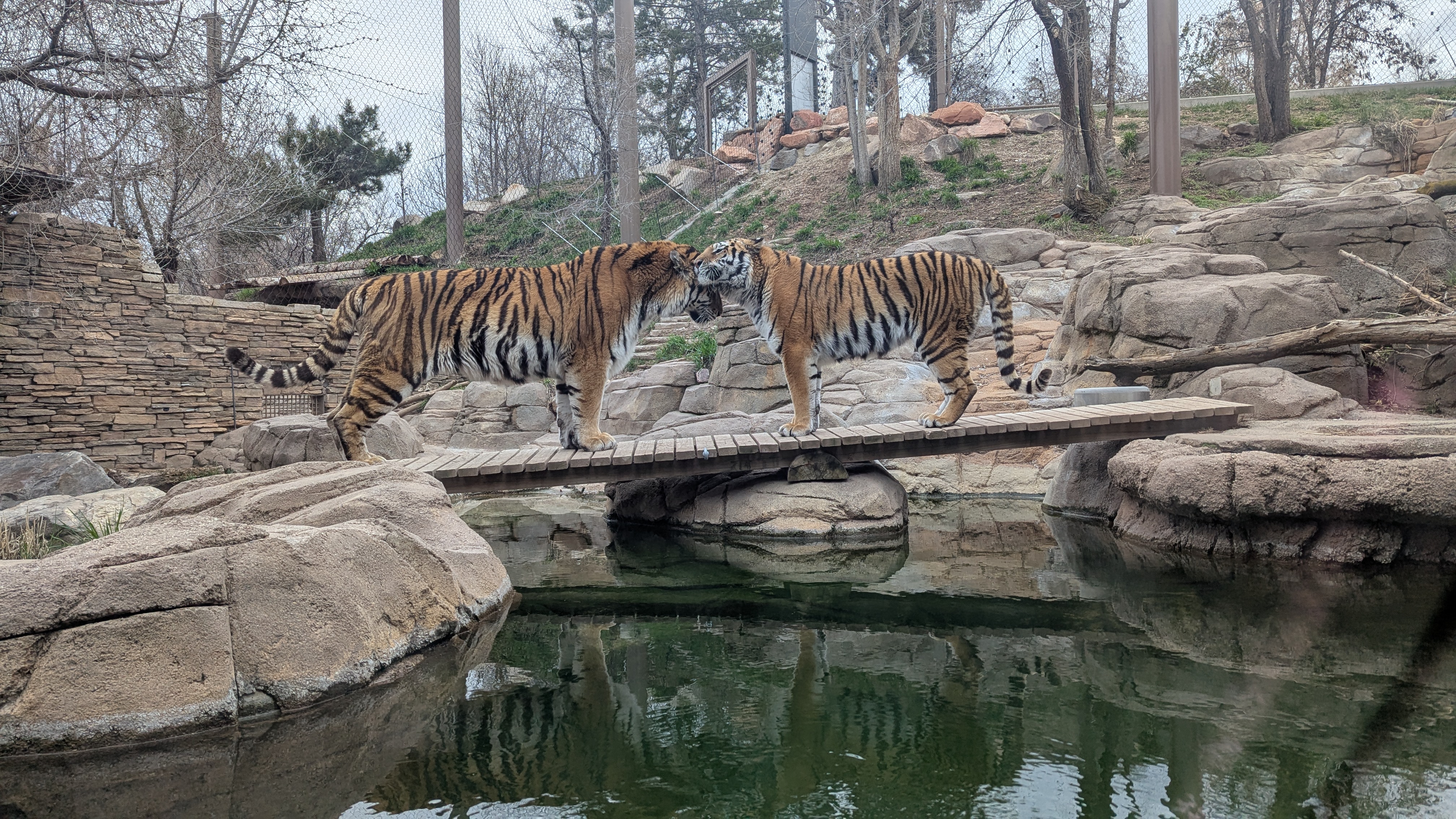 Nik and Sasha the Amur tigers at Utah's Hogle Zoo. Nik unexpectedly died from urinary and bladder issues last week.