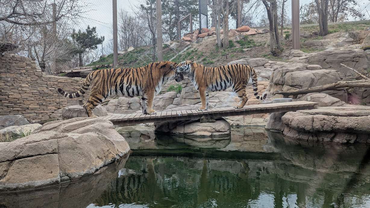 Nik and Sasha the Amur tigers at Utah's Hogle Zoo. Nik unexpectedly died from urinary and bladder issues last week.