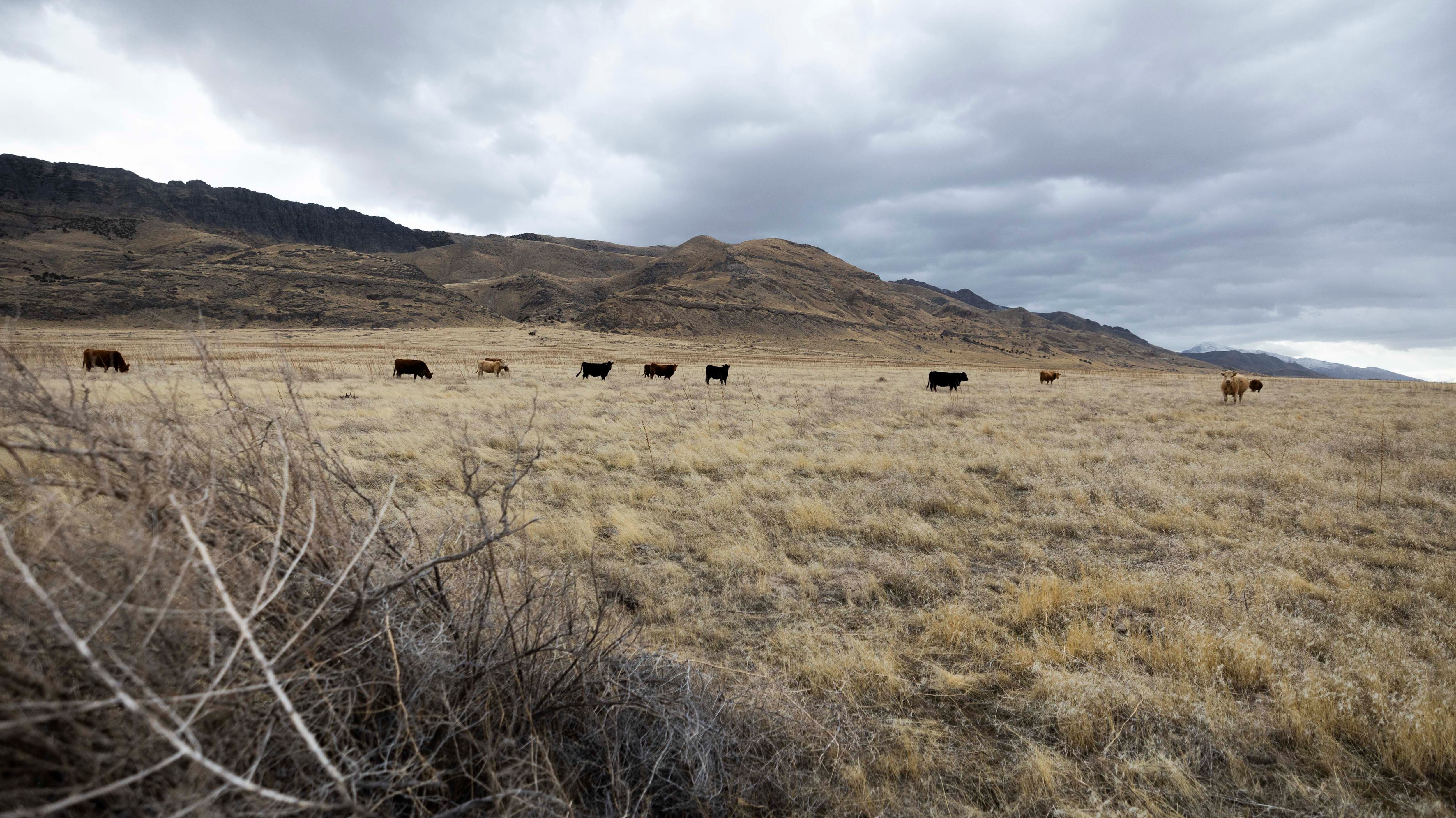 Cattle graze on federal lands in Skull Valley on Feb. 7. Utah Sen. Mike Lee said the federal government has been too inefficient at managing public lands like these.
