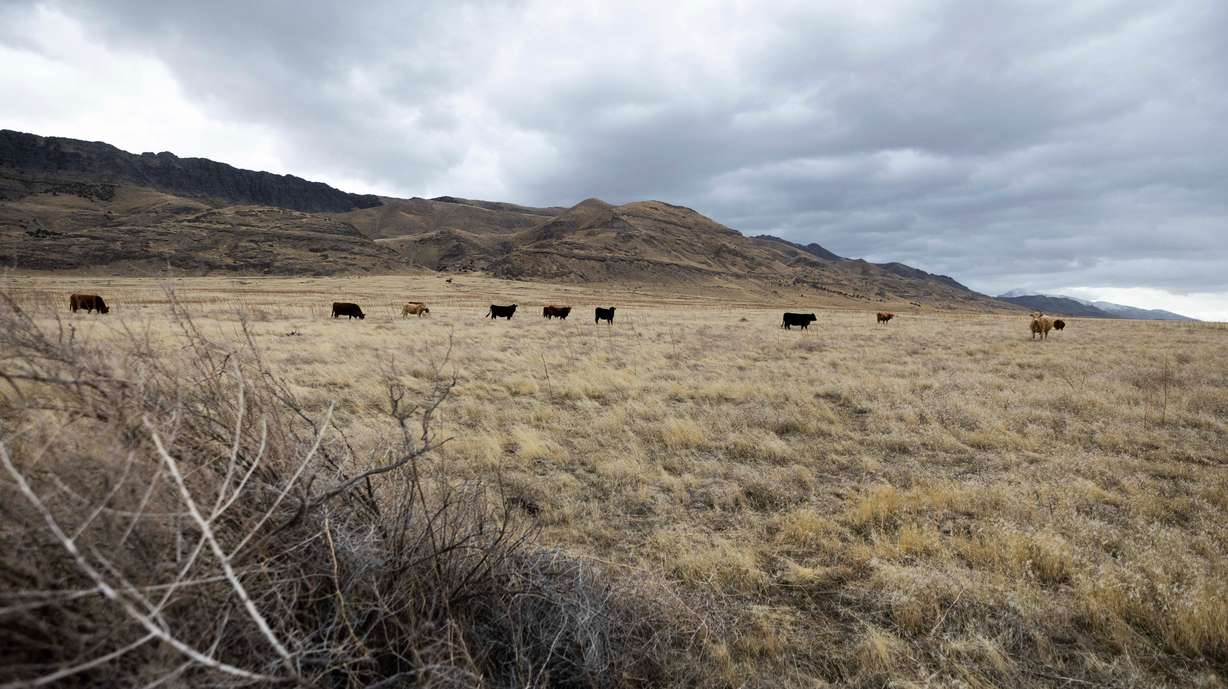 Cattle graze on federal lands in Skull Valley on Feb. 7. Utah Sen. Mike Lee said the federal government has been too inefficient at managing public lands like these.