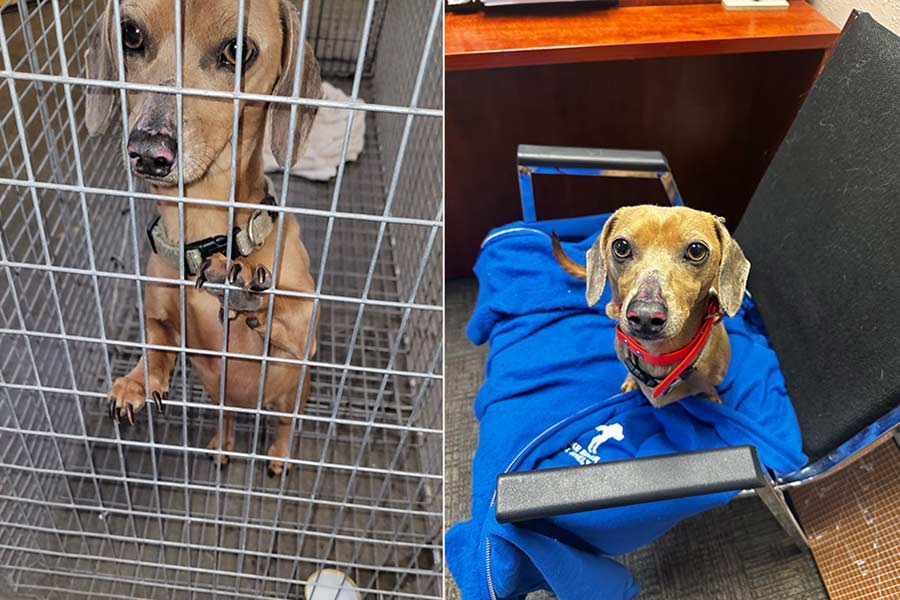 A 77-year-old woman from Canada will reunite with her dog, Tessa, this weekend following a crash in Spencer, Idaho, last month.