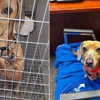 Dog lost in Idaho crash last month will be reunited with its owner