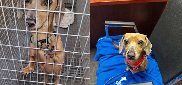 Dog lost in Idaho crash last month will be reunited with its owner