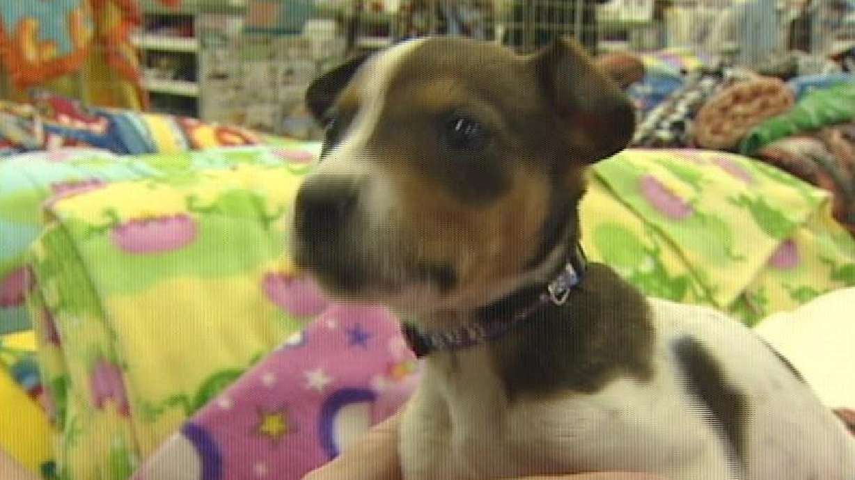 13 puppies found in Dumpster, only 1 survived