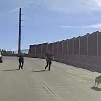 Have You Seen This? Four-legged escapee caught following police chase on I-40