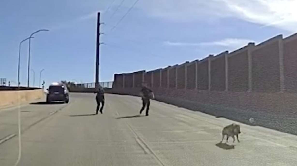 Albuquerque police officers chase a pig on the I-40 freeway.