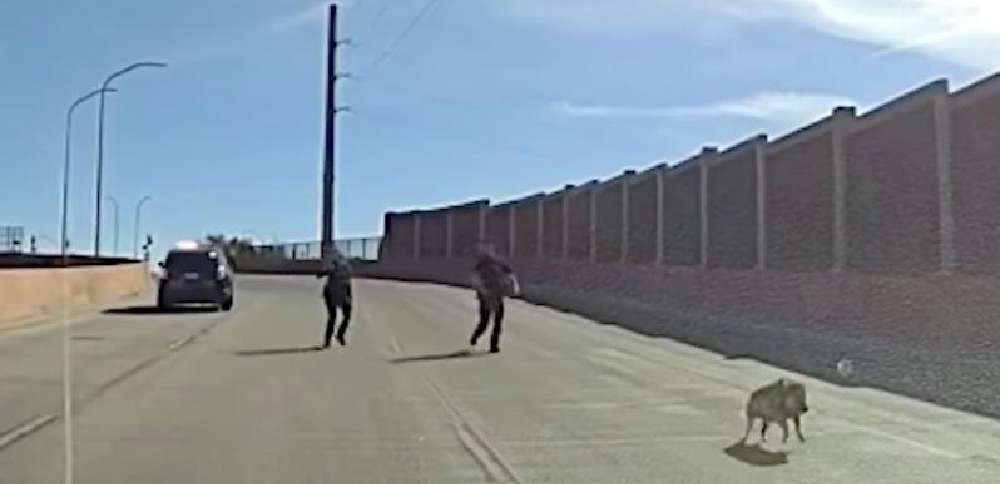Have You Seen This? Four-legged escapee caught following police chase on I-40