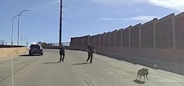 Have You Seen This? Four-legged escapee caught following police chase on I-40