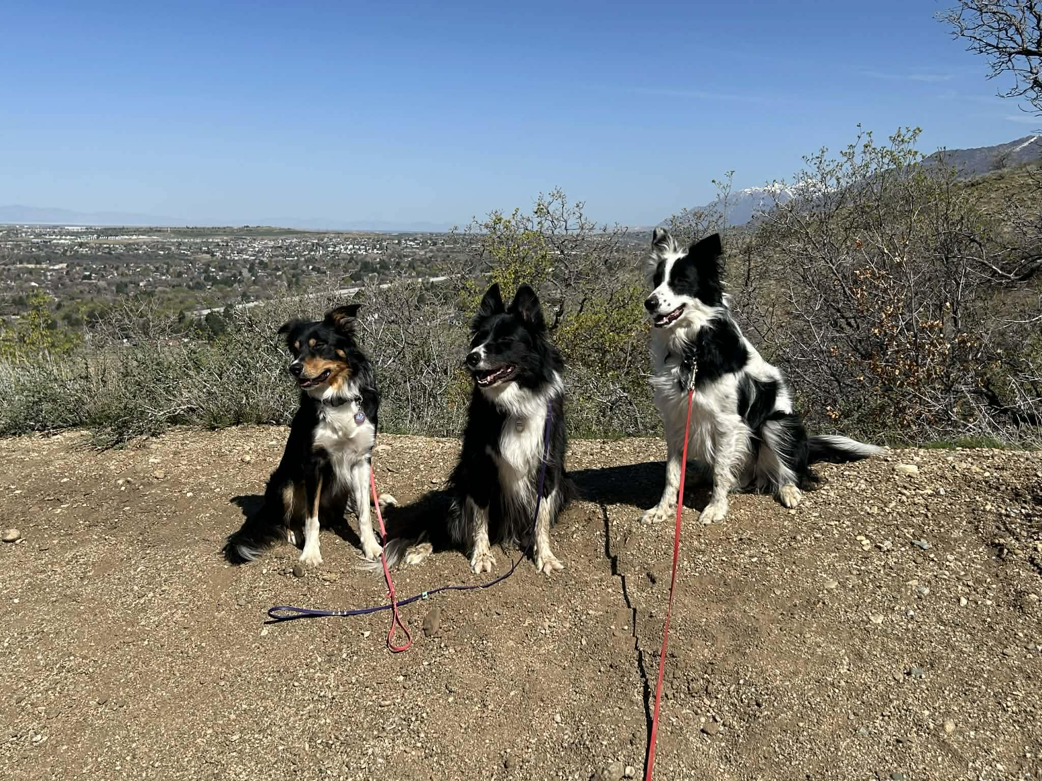 Could Layton soon allow off-leashed dogs in public parks? Several residents sure hope so