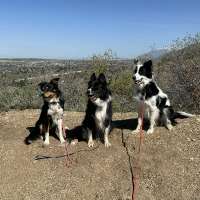 Layton residents advocate for off-leash dog park; city identifies potential site