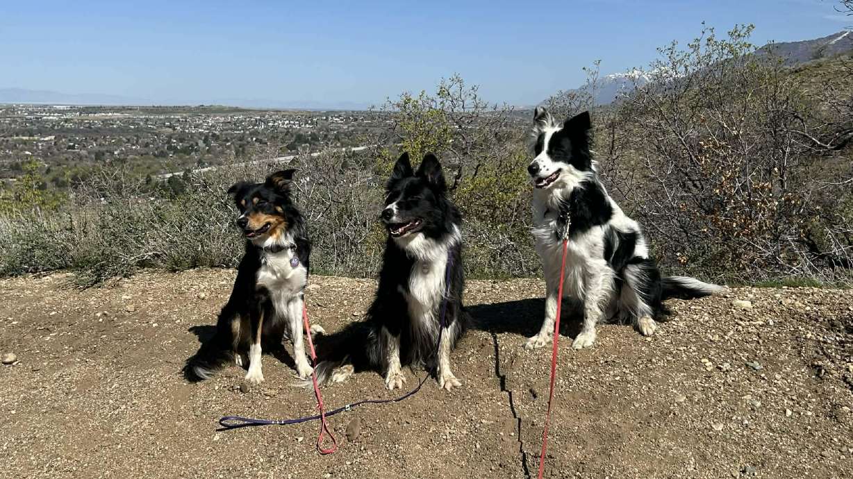 Hoodie, Ripple and Fizz at Fernwood Loop Trail in an undated photo. Residents in Layton are pushing for city officials to implement an official dog park.