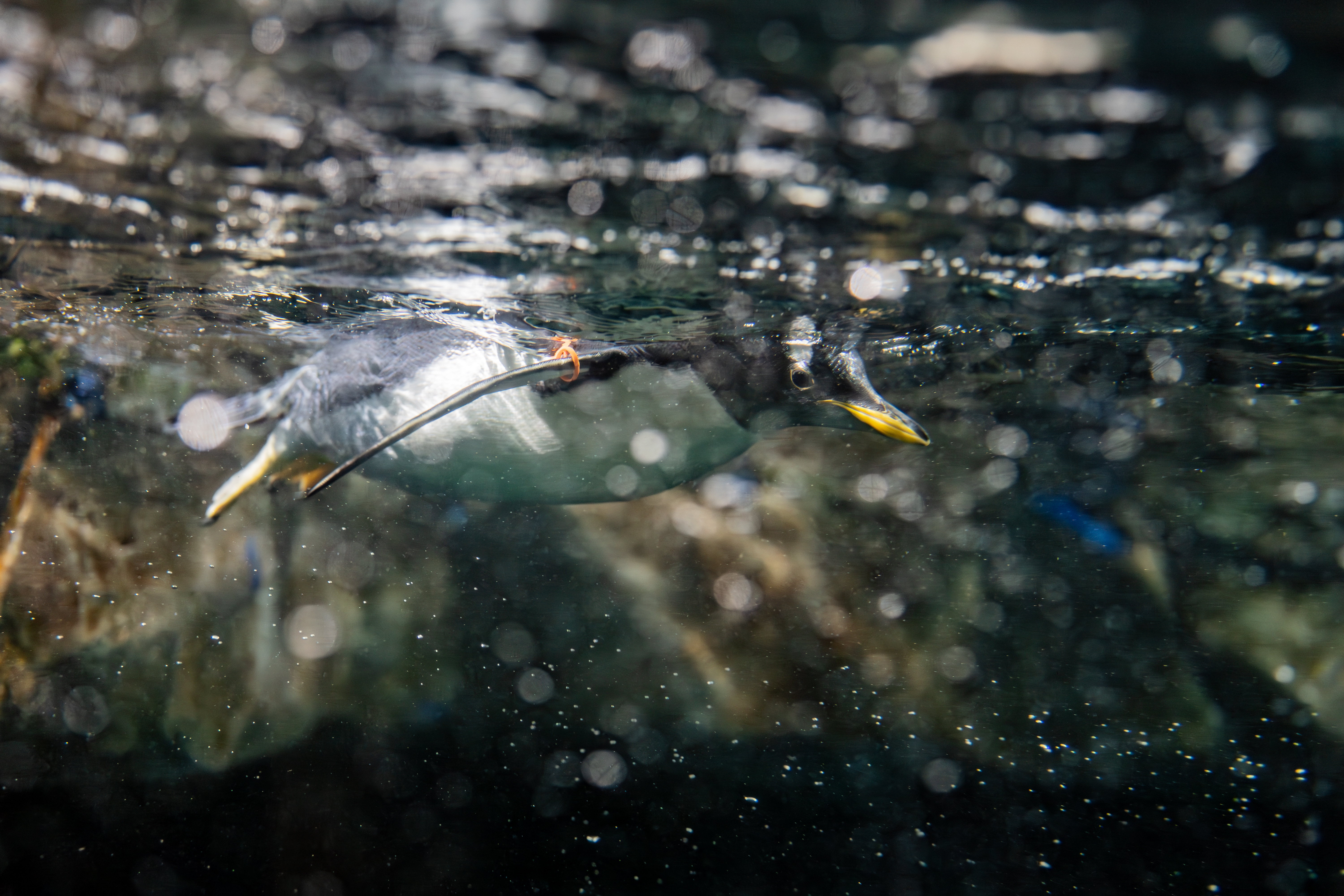 New penguin chicks celebrate first Thanksgiving at Draper aquarium